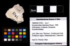 Foto (Objekt + Etiketten) von Goniodromites bidentatus (Reuss, 1858) 